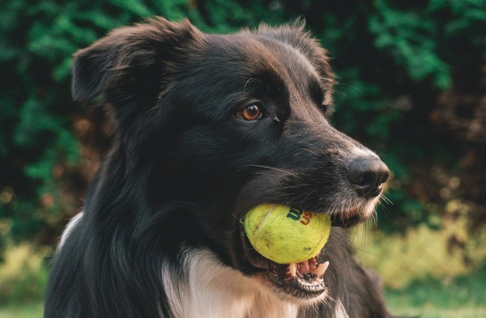 En brun hund som leker med en tennisboll i naturen.